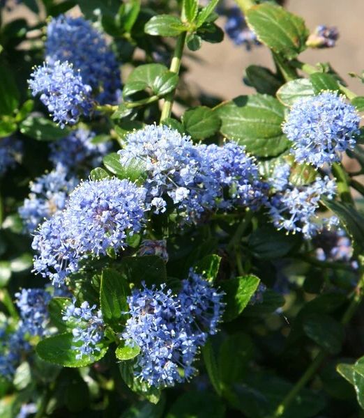 Ceanothus thyrsiflorus var. repens